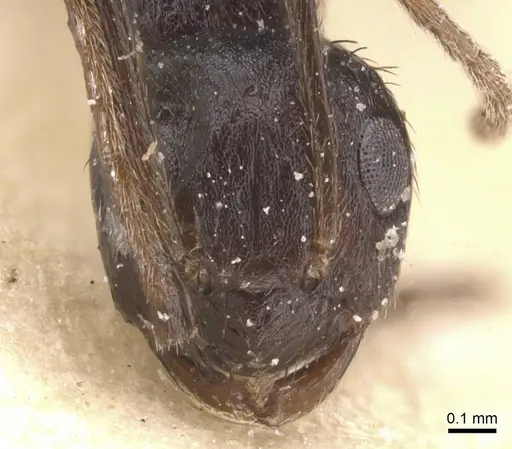 Lepisiota piliscapa specimen