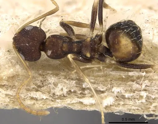 Lepisiota pulchella specimen