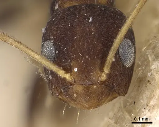 Lepisiota pulchella specimen