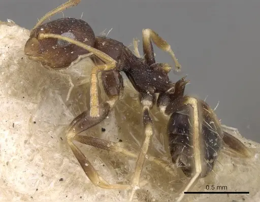 Lepisiota pulchella specimen