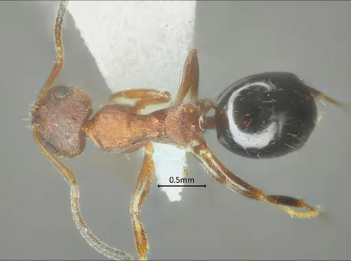 Lepisiota reticulata specimen