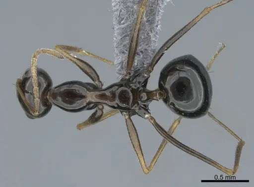 Lepisiota riyadha specimen