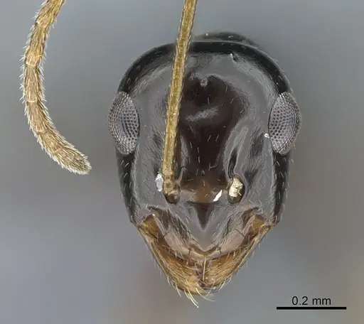 Lepisiota riyadha specimen