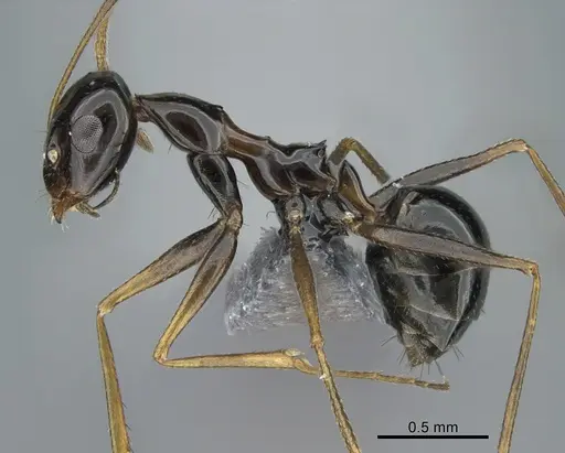 Lepisiota riyadha specimen