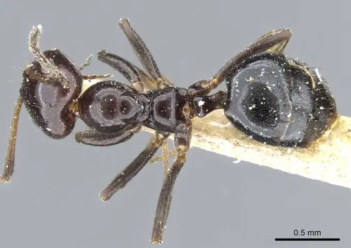 Lepisiota rothneyi specimen