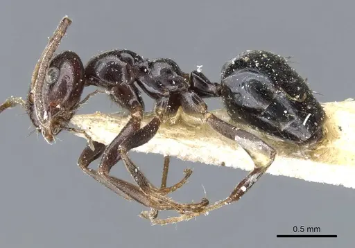 Lepisiota rothneyi specimen