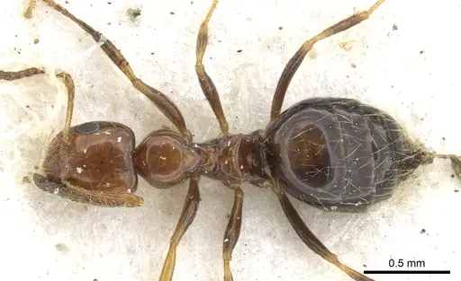 Lepisiota rubrovaria specimen