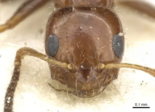 Lepisiota rubrovaria specimen