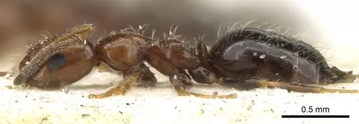 Lepisiota rubrovaria specimen