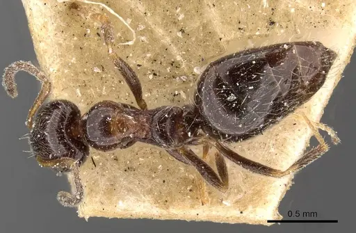 Lepisiota rubrovaria - CASENT0909895
