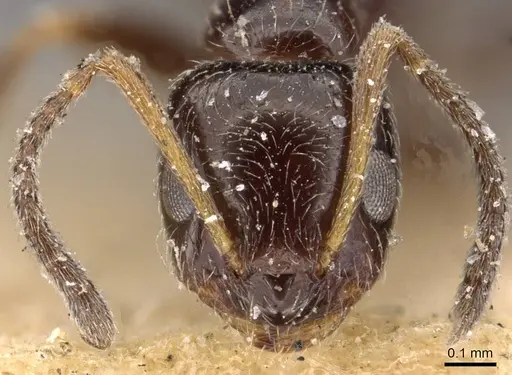 Lepisiota rubrovaria - CASENT0909895