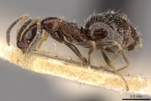 Lepisiota rubrovaria - CASENT0909895