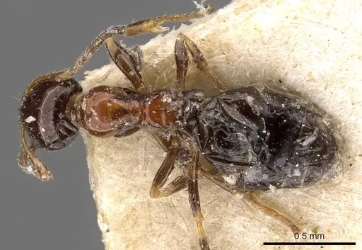 Lepisiota rubrovaria - CASENT0909896