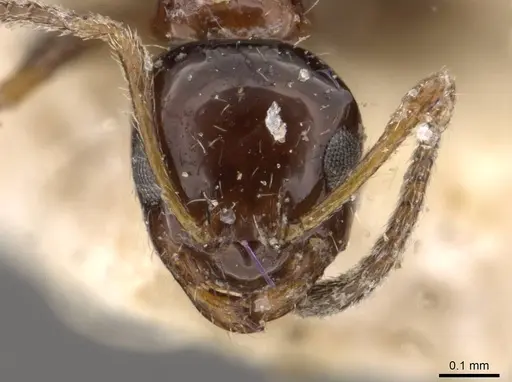 Lepisiota rubrovaria - CASENT0909896