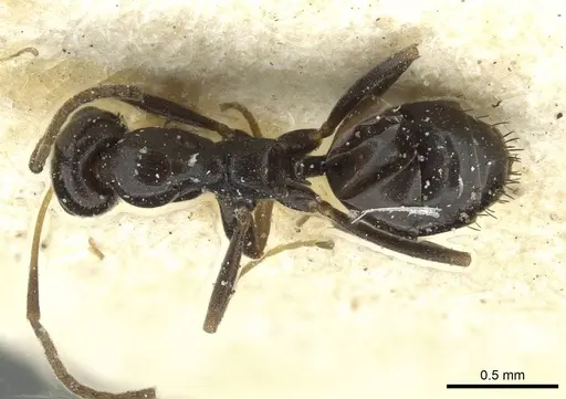 Lepisiota schoutedeni specimen