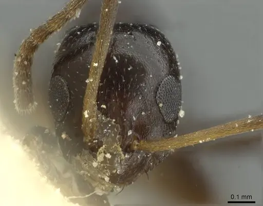 Lepisiota schoutedeni specimen