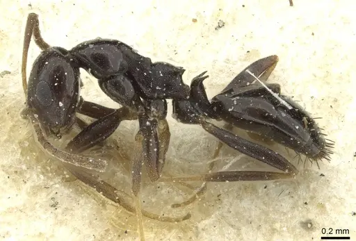 Lepisiota schoutedeni specimen