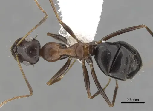 Lepisiota semenovi specimen