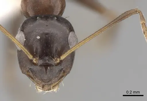 Lepisiota semenovi specimen