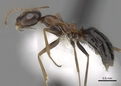 Lepisiota semenovi specimen