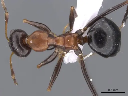 Lepisiota semenovi - CASENT0910239