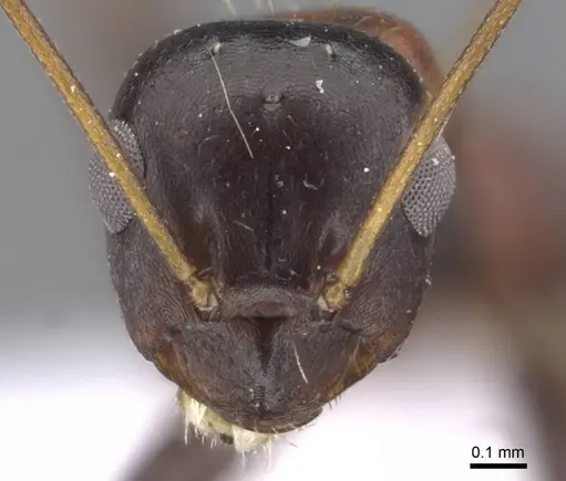 Lepisiota semenovi - CASENT0910239