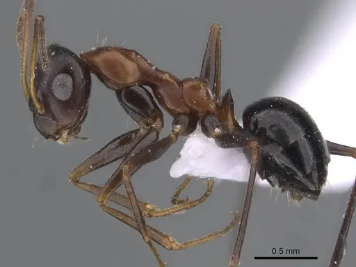 Lepisiota semenovi - CASENT0910239