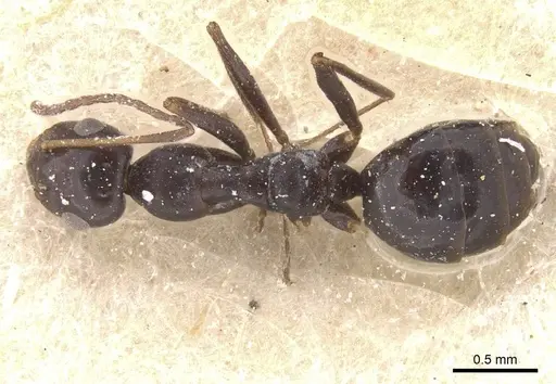 Lepisiota semenovi - CASENT0912403