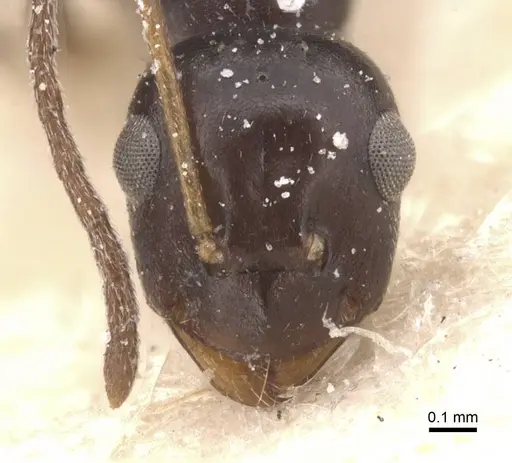 Lepisiota semenovi - CASENT0912403