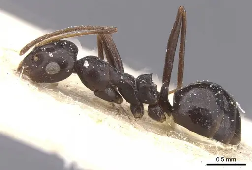 Lepisiota semenovi - CASENT0912403