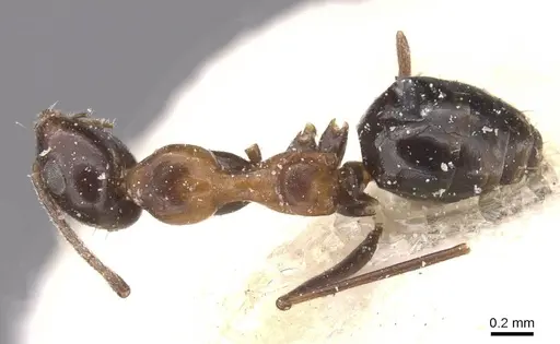 Lepisiota semenovi - CASENT0912404