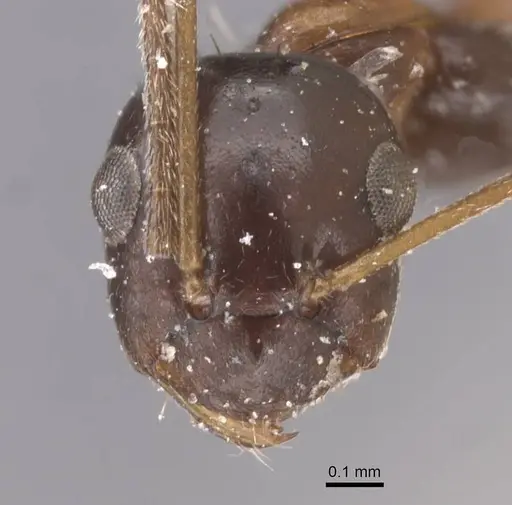 Lepisiota semenovi - CASENT0912404