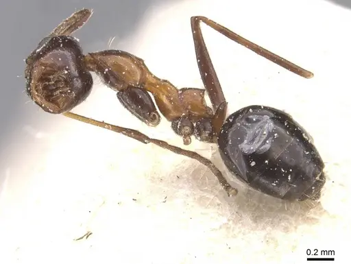 Lepisiota semenovi - CASENT0912404