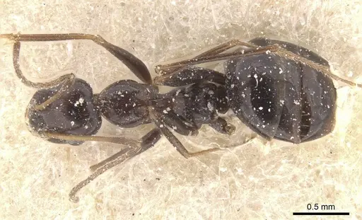 Lepisiota semenovi - CASENT0912406