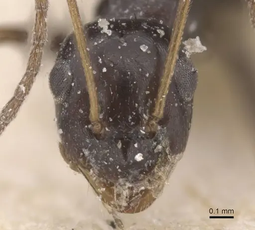 Lepisiota semenovi - CASENT0912406