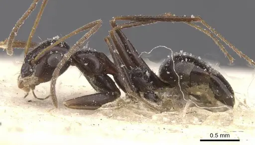 Lepisiota semenovi - CASENT0912406