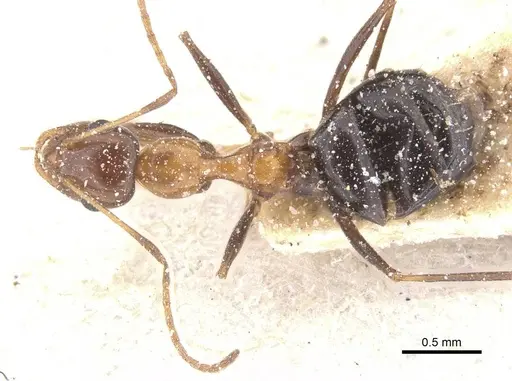 Lepisiota semenovi - CASENT0912408