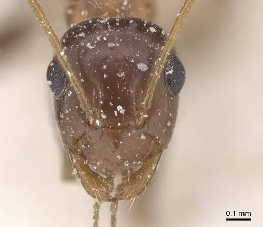 Lepisiota semenovi - CASENT0912408