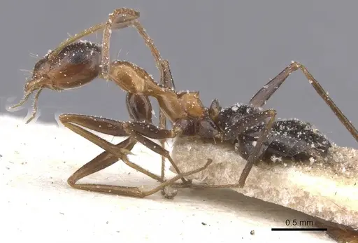 Lepisiota semenovi - CASENT0912408