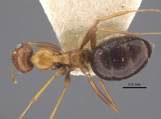 Lepisiota semenovi - CASENT0917873