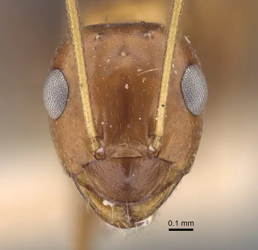 Lepisiota semenovi - CASENT0917873