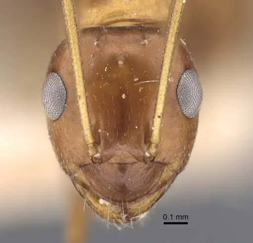 Lepisiota semenovi - CASENT0917873