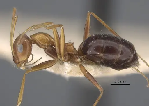 Lepisiota semenovi - CASENT0917873