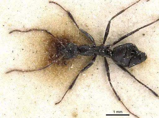 Lepisiota sericea specimen