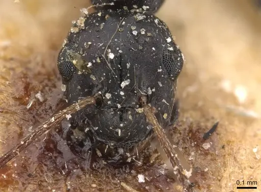 Lepisiota sericea specimen