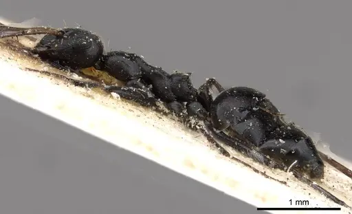 Lepisiota sericea specimen