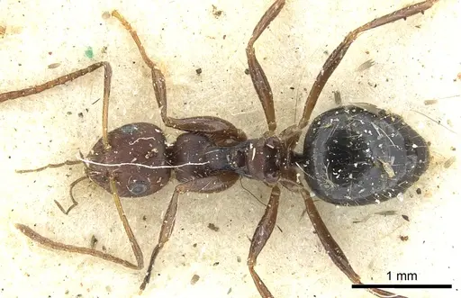 Lepisiota silvicola specimen