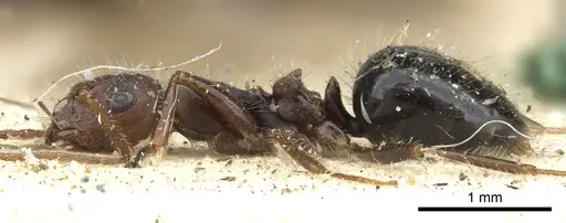 Lepisiota silvicola specimen