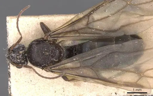 Lepisiota somalica specimen