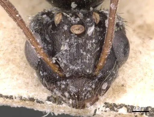 Lepisiota somalica specimen